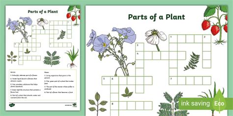 Parts Of A Plant Crossword L Enseignant A Fait Twinkl