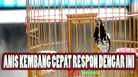 Anis Kembang Ngeplong Buat Pancingan Anis Kembang Muda Biar Cepat Bunyi