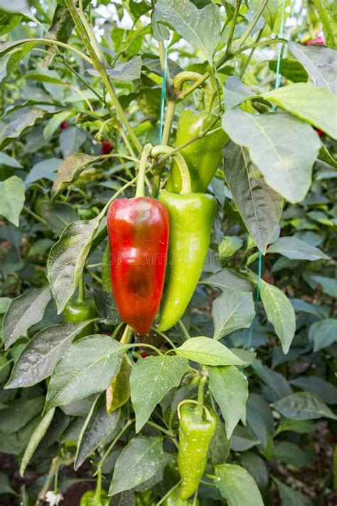 Pepper Farming Has Growth Of Bell Pepper Plants Inside A Greenhouse