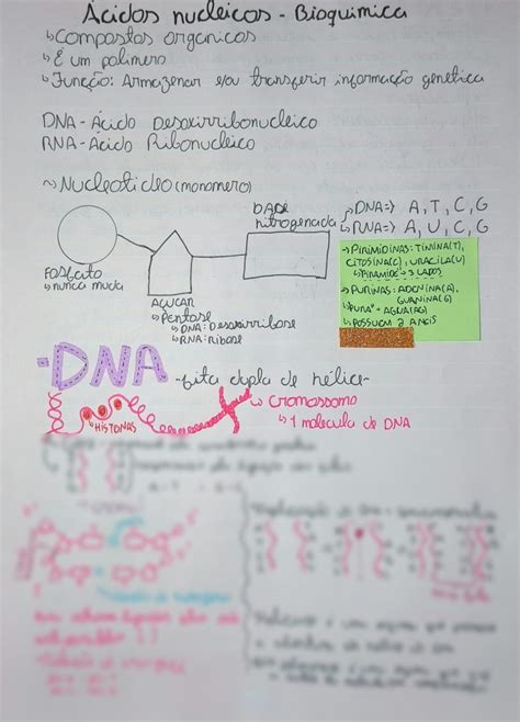 SOLUTION Bioqu Mica Cidos Nucleicos Studypool