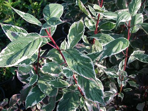 Cornus Alba Sibirica Variegata Pépinière Cramer Inc