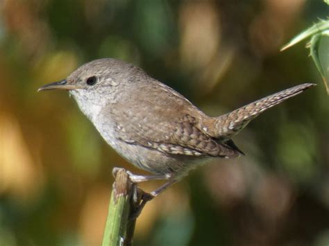 Geotripper S California Birds House Wren On The Tuolumne River