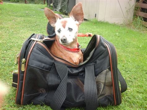 Sherpa Original Deluxe Pet Carrier: Review - Caring for a Senior Dog