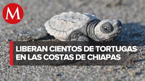 Tortufest Festival De La Tortuga Marina En Chiapas Youtube