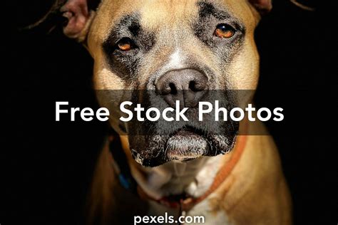 Rodent Prevention Photos, Download The BEST Free Rodent Prevention ...