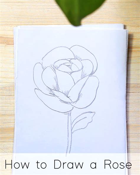 How To Draw A Rose Step By Step For Adults