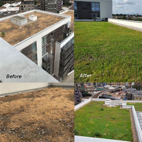 Green Roof Maintenance Services Green Roof System Green Roof Roof