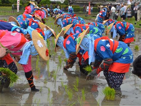 早乙女姿で田植えをする女性たち 福岡・太宰府天満宮の斎田で「御田植祭」 巫女が舞を披露 写真・画像11｜【西日本新聞me】