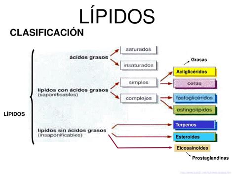 Clasificacion De Los Lipidos Lipidos Lipidos Con Acidos Grasos Simples Images