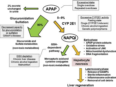 Liver Enzymes In Acetaminophen Toxicity at Debra Baughman blog