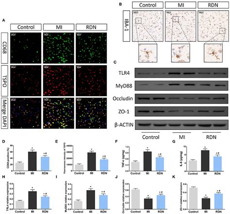 Frontiers Renal Denervation Attenuates Neuroinflammation In The Brain