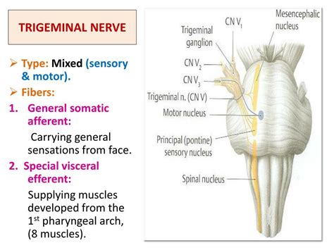 Diagram Of Trigeminal Nerve