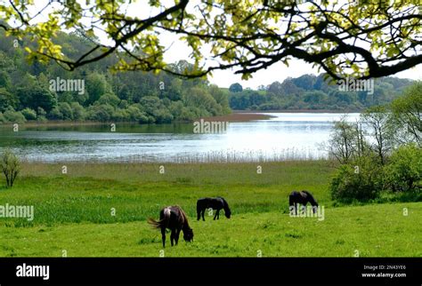 Glaslough Lake At Castle Leslie County Monaghan Ireland Stock Photo