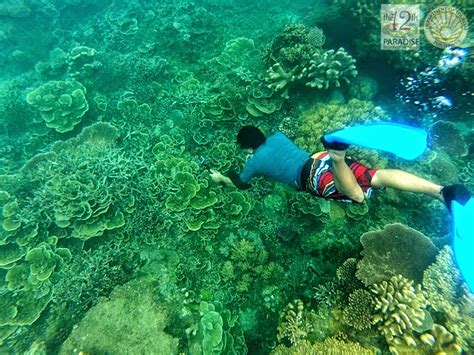 Among The Mushrooms SOCCSKSARGEN Philippines SOXph By Nanardx