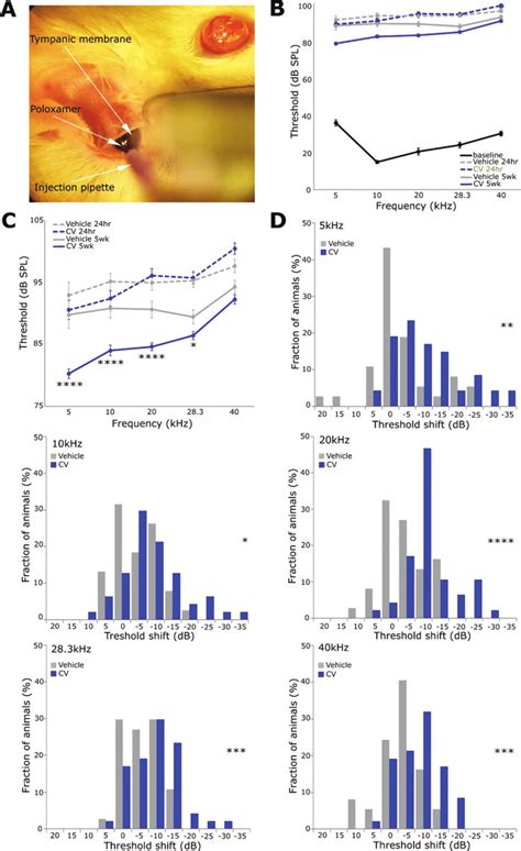 Treatment with CHIR99021 þ VPA CV leads to hearing improvement in an