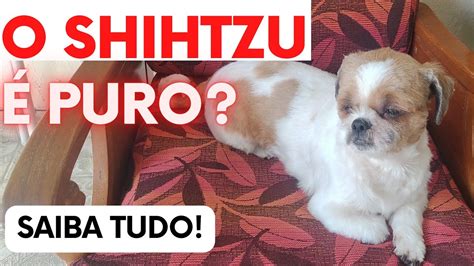 Como Saber Se O Shih Tzu Puro Ou Misturado Youtube