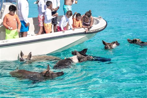 pig beach bahamas big major cay home   exuma pigs
