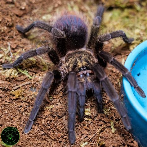 Cuban Bronze Tarantula Phormictopus Auratus Care — The Tarantula