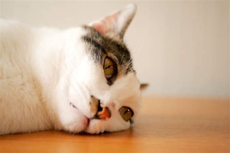 猫のおしっこの回数や量が多いときは、頻尿や病気が原因かも｜ぽぽねこの読みもの ぽぽねこ公式オンラインショップ