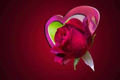 Coeur Et Une Rose Rouge Background Images Gratuites Fotomeliafotomelia