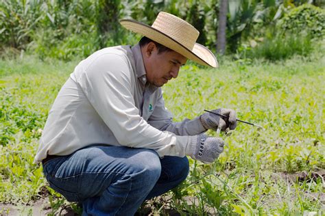 Qué es Manejo Agroecológico de Plagas Secretaría de Agricultura y