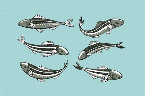 Premium Vector Set Of Sardine Fish Illustration