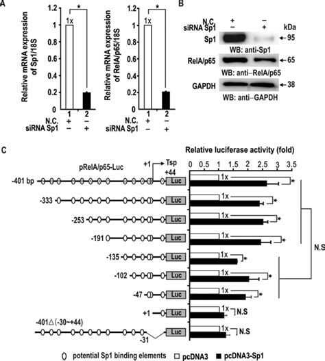 Sp1 Activates Transcriptional Initiation Activation Of Rela P65 Via A Download Scientific