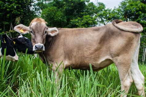 Heifer Vs Cows Definitions And Key Differences Fauna Facts