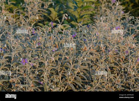 Silverleaf Nightshade Solanum Elaeagnifolium Stock Photo Alamy