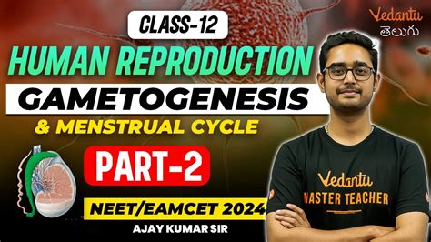 Human Reproduction 2 Gametogenesis And Menstrual Cycle NEET EAMCET