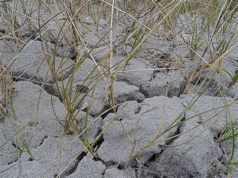 Carex arenaria Sand Segge in der Strandhafer Düne NGID Flickr