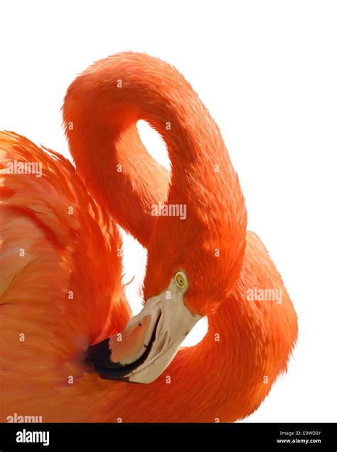 Digital Painting Of Pink Flamingo Portrait Stock Photo Alamy