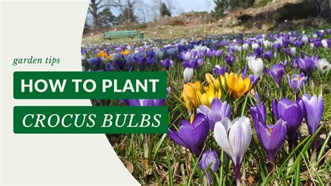 How To Plant Crocus Bulbs Gardening Tips With J Parker S Youtube