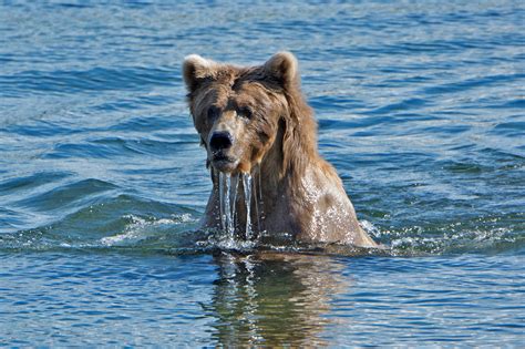 Katmai Bears Dsc Sow Lower River Bonnie Flamer Photography