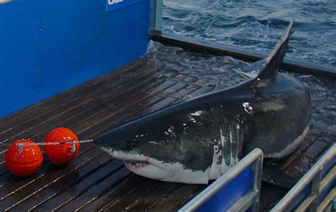 Great White Shark Tracker Mary Lee Spotted Closer To Jersey Shore