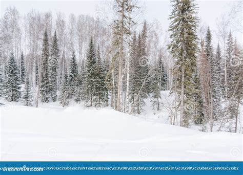 Winter Forest, Taiga. Forest in Winter in Siberia. Taiga Pines in the Winter. Trees Under the ...