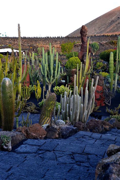 Jardin Des Cactus Lanzarote Plantes Jard N De Cactus Lanzarote