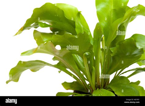 Asplenium Nidus Bird Nest Fern Isolated On White Background Stock