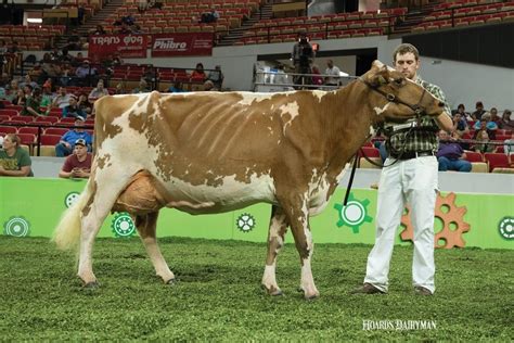 2024 World Dairy Expo Ayrshire Open Championships Jaclyn Corenda