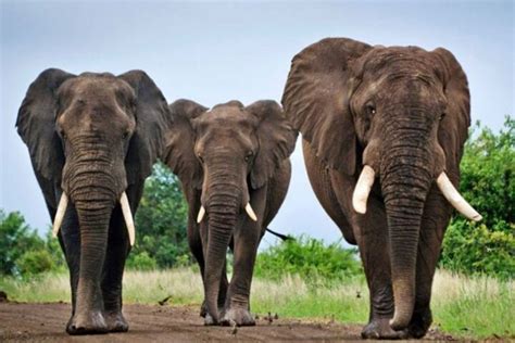 Tripadvisor 塔拉禁獵區、納塔爾獅子園和 Phezulu 野生動物園全日遊（德班出發） 南非