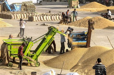 Govt S Wheat Procurement Down 18 At 41 Lakh Tonne Arrivals In Mandis