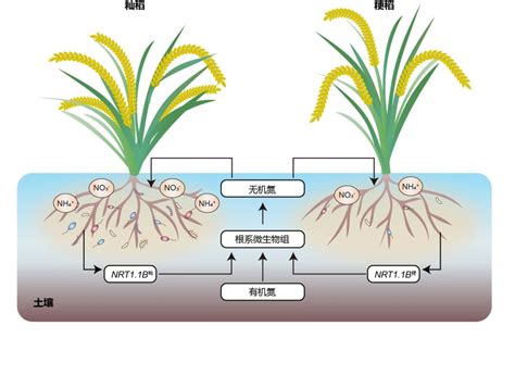 一作解读nat Biotechnol：水稻nrt11b基因调控根系微生物组参与氮利用 腾讯云开发者社区 腾讯云