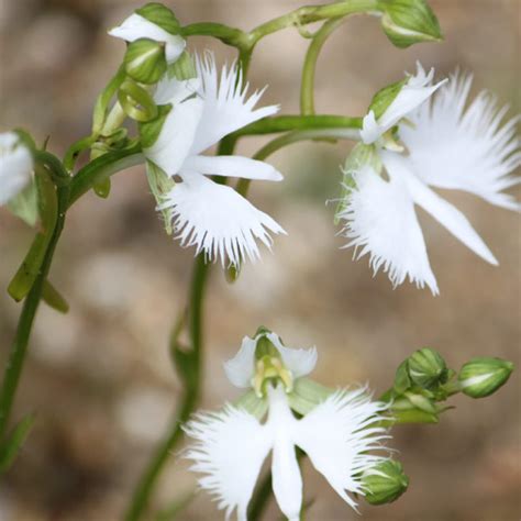 Amazon Chuxay Garden Pecteilis Radiata White Egret Flower Fringed