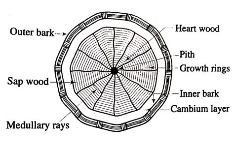 Structure Of A Tree