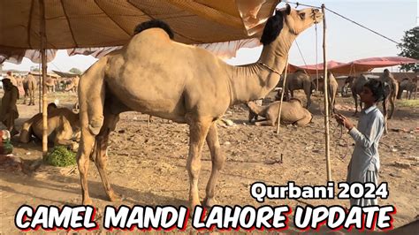 Camel Mandi Lahore Mal Sasta Ya Mahanga Kya Banega Qurbani