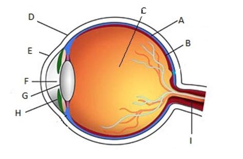 Human Eye Parts And Their Function