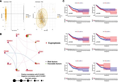 Correlation Analysis And Survival Analysis Of CRGs In LUAD A Data