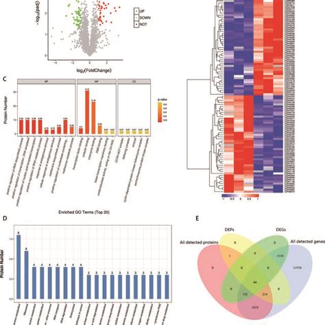 A Volcano Maps Of Differentially Expressed Genes B Hierarchical