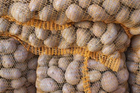 A Stack Of Underground Potato Tubers Of Solanum Tuberosum Plant Stock