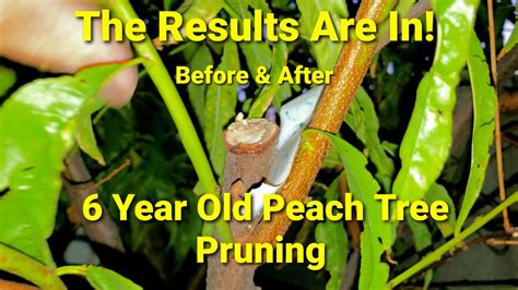 6 Year Old Peach Tree Pruning Before And After Youtube